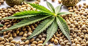 Cannabis Seeds South Carolina A Complete Guide